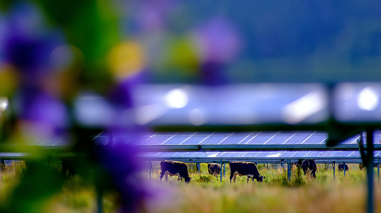 cows grazing below elevated solar panels in the alps