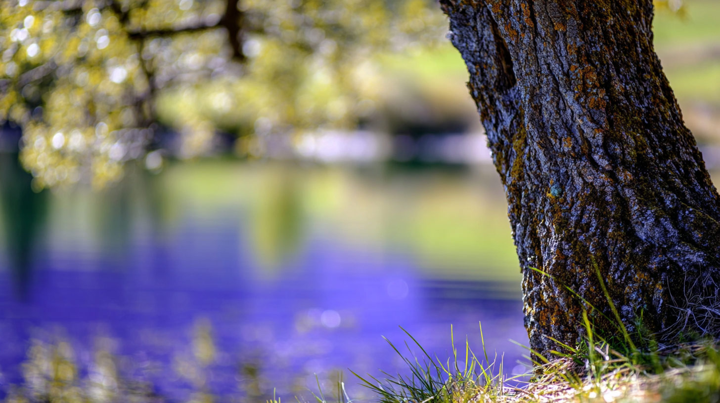 an old tree growing at a pond